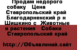 Продам недорого собаку › Цена ­ 35 000 - Ставропольский край, Благодарненский р-н, Шишкино с. Животные и растения » Собаки   . Ставропольский край